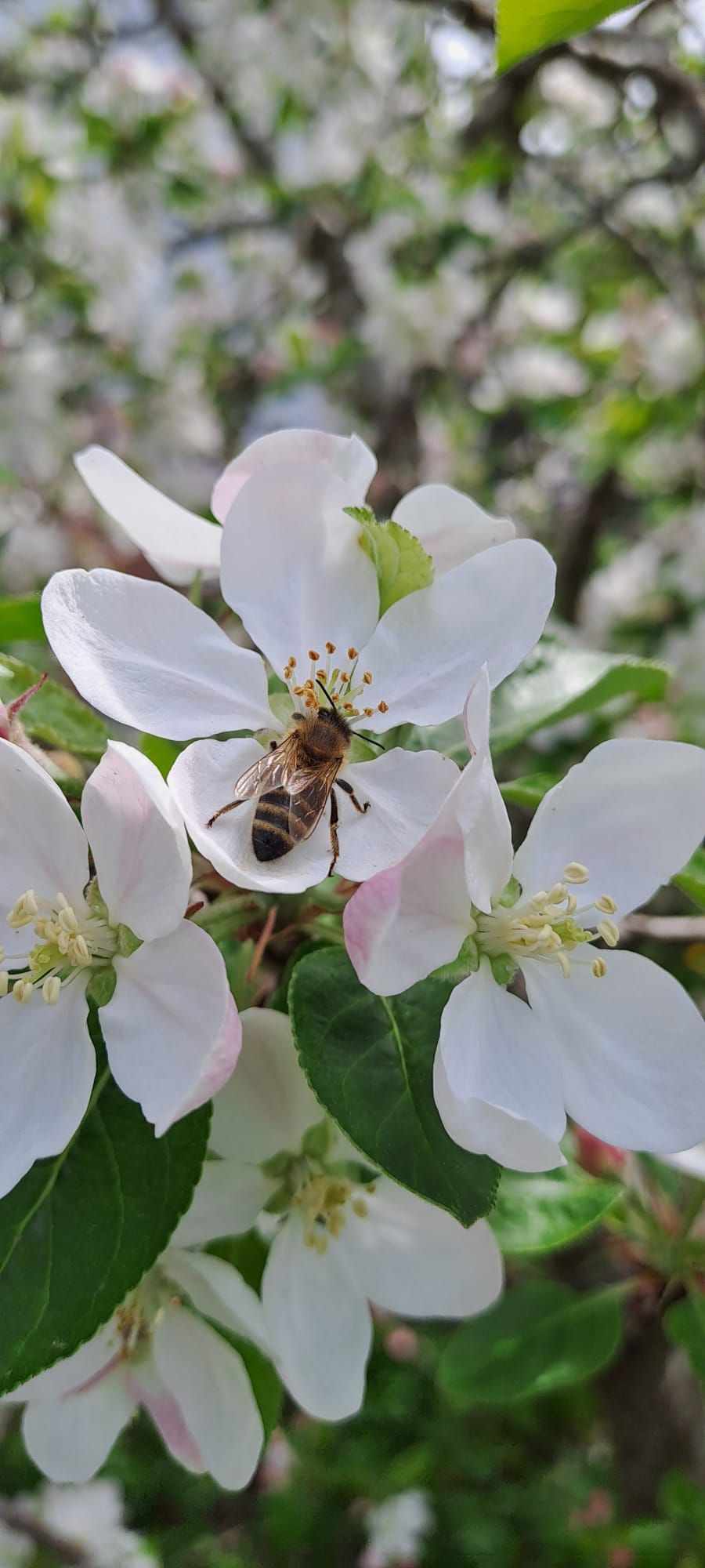 Biene an einer Apfelblüte