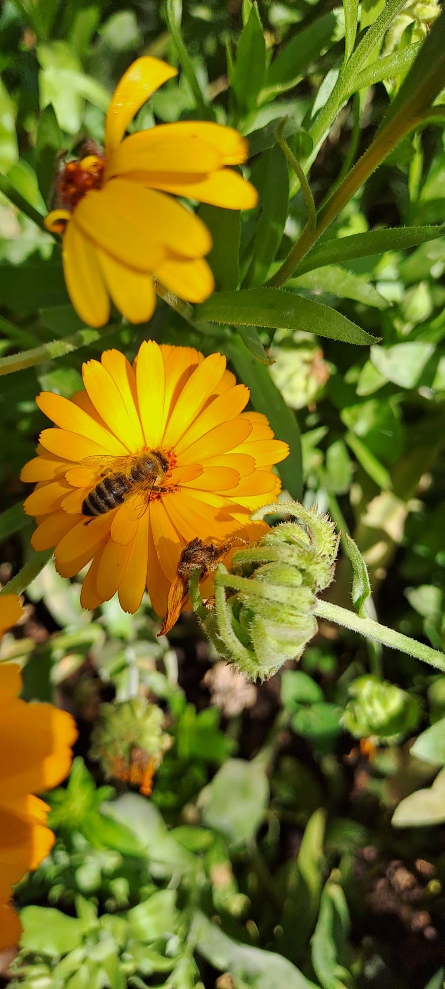 Honigbiene auf einer orangen Ringelblume