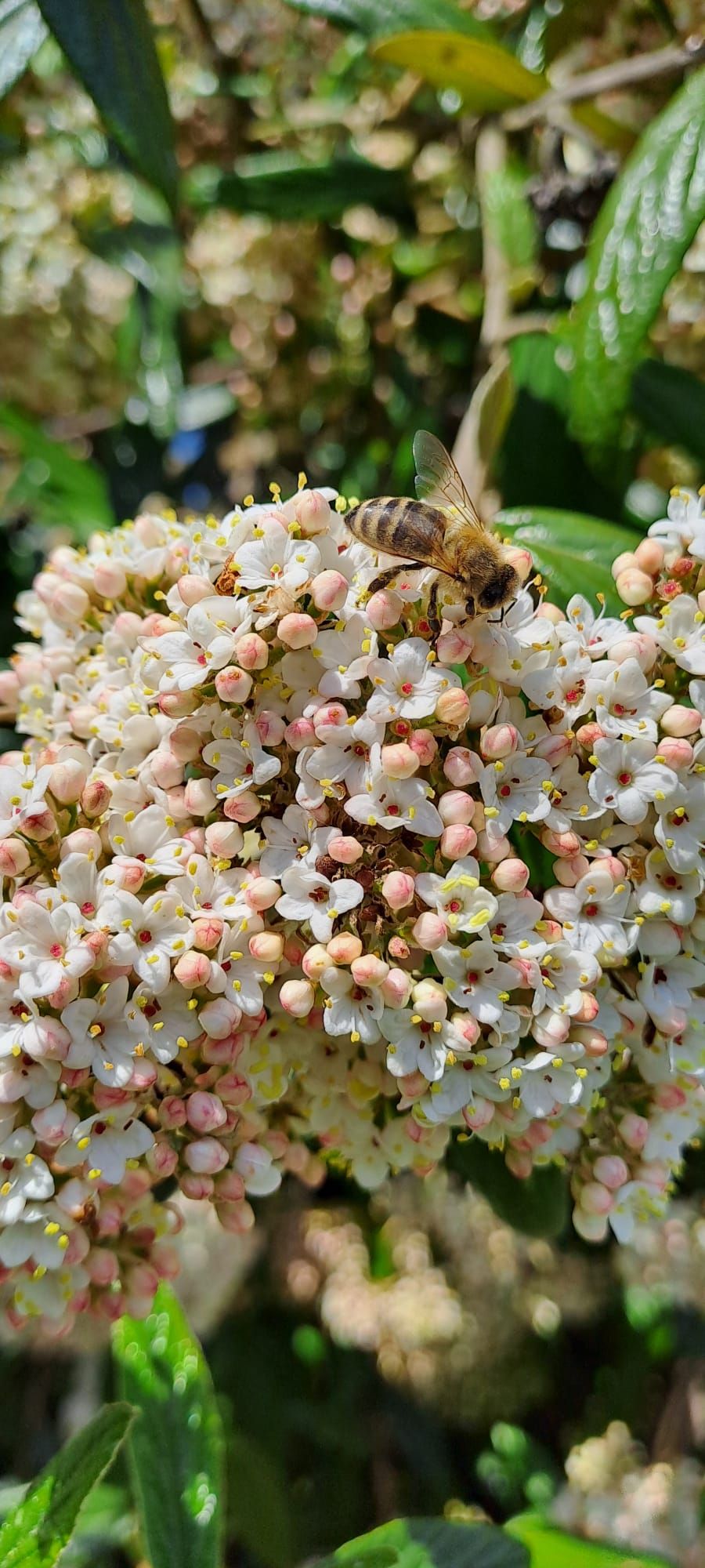 Honigbiene auf einer rosa-weißen Schneeball-Blüte