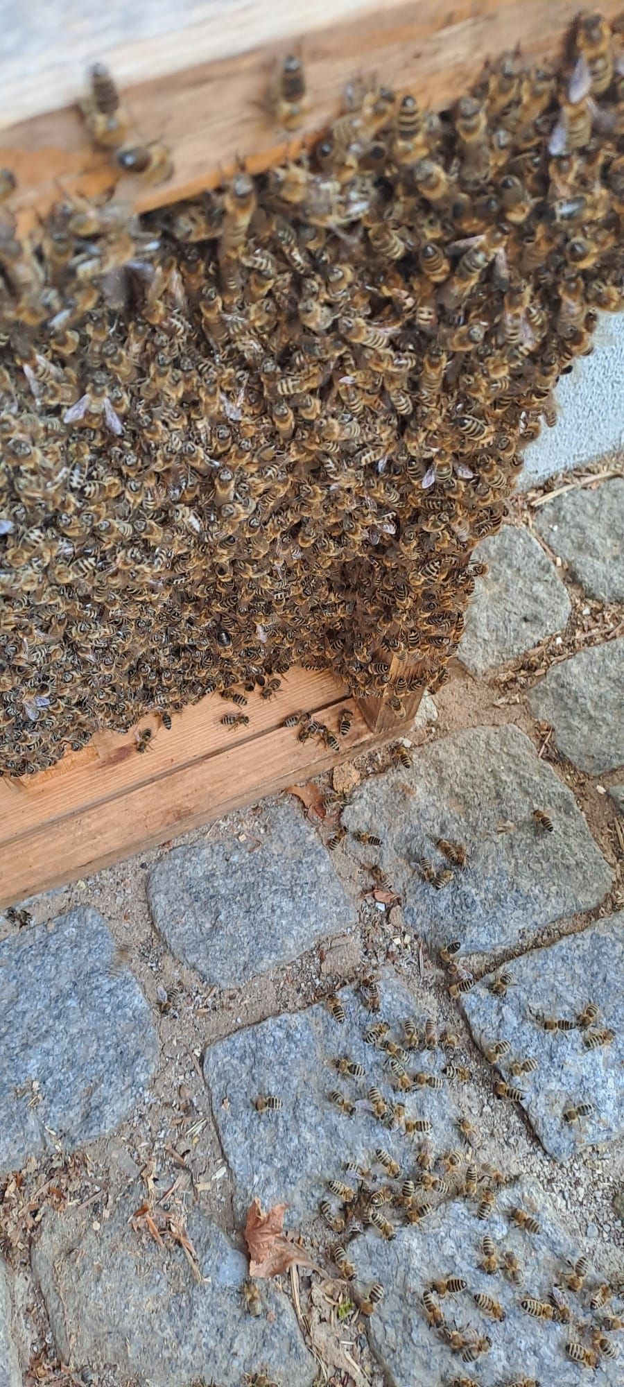 Viele Honigbienen auf dem Rand einer geöffneten Bienenbeute
