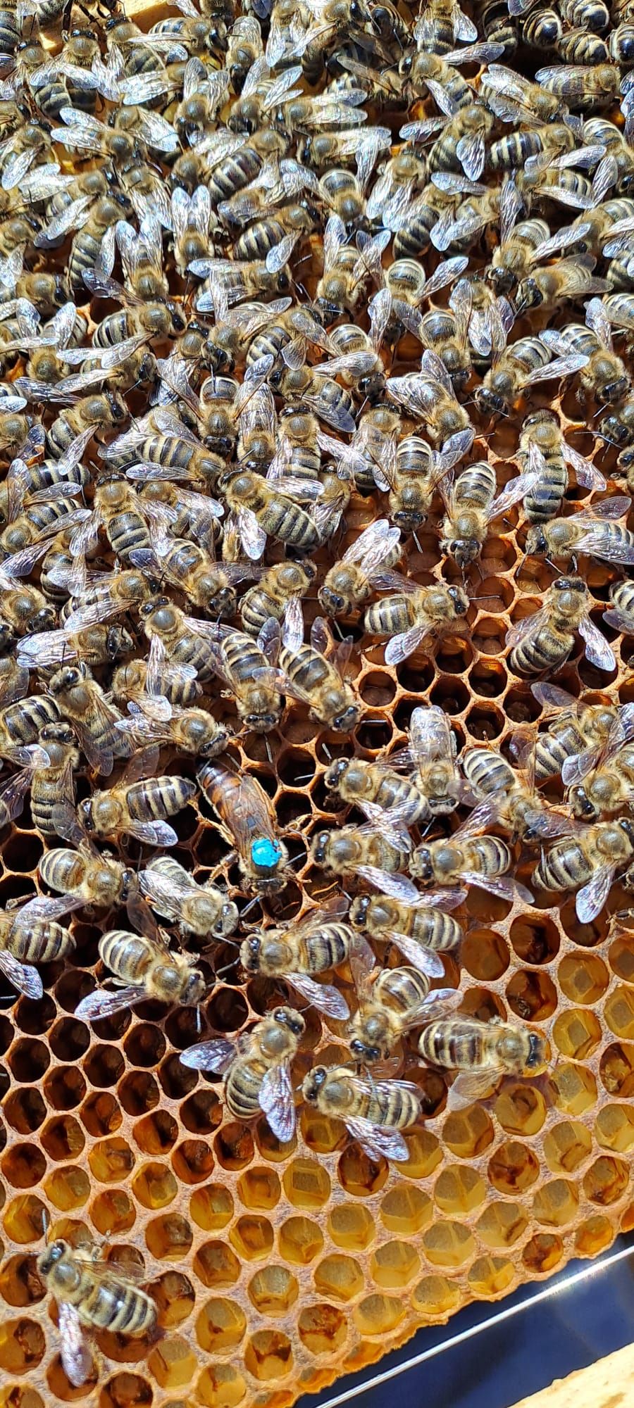 Markierte Bienenkönigin mit blauem Punkt inmitten ihres Volkes auf einer Honigwabe