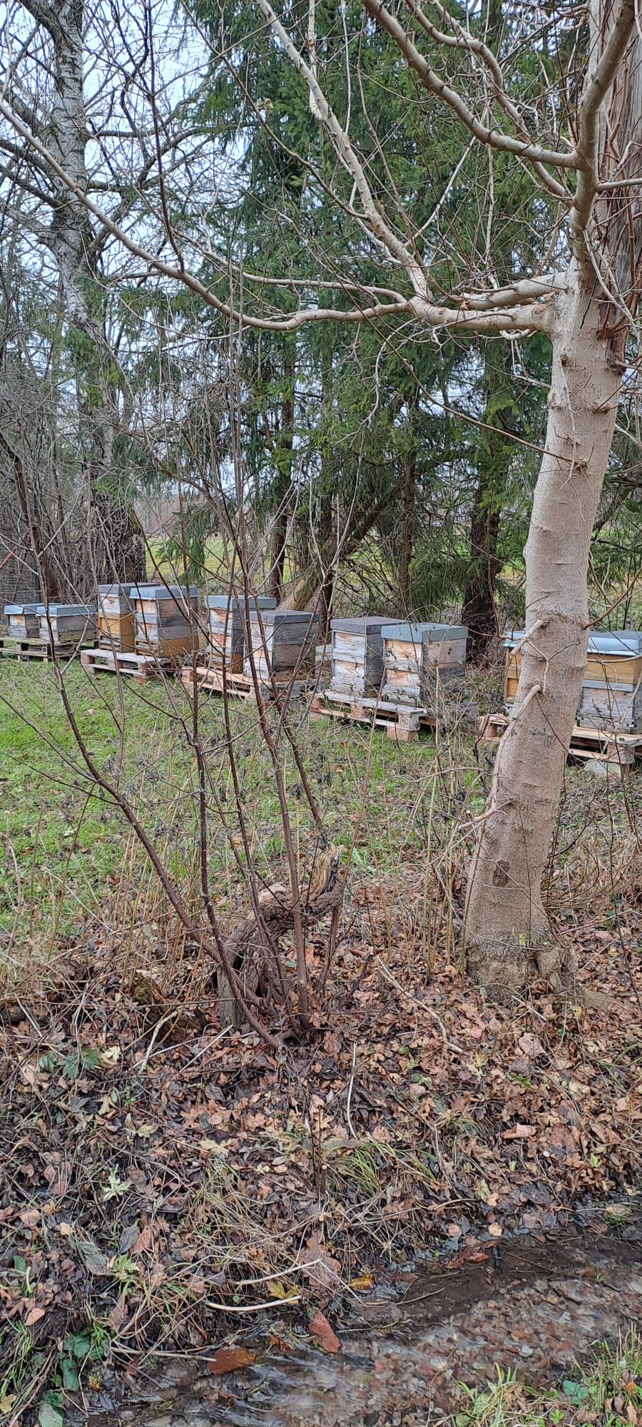 Bienenstand mit mehreren Beuten am Waldrand im Herbst