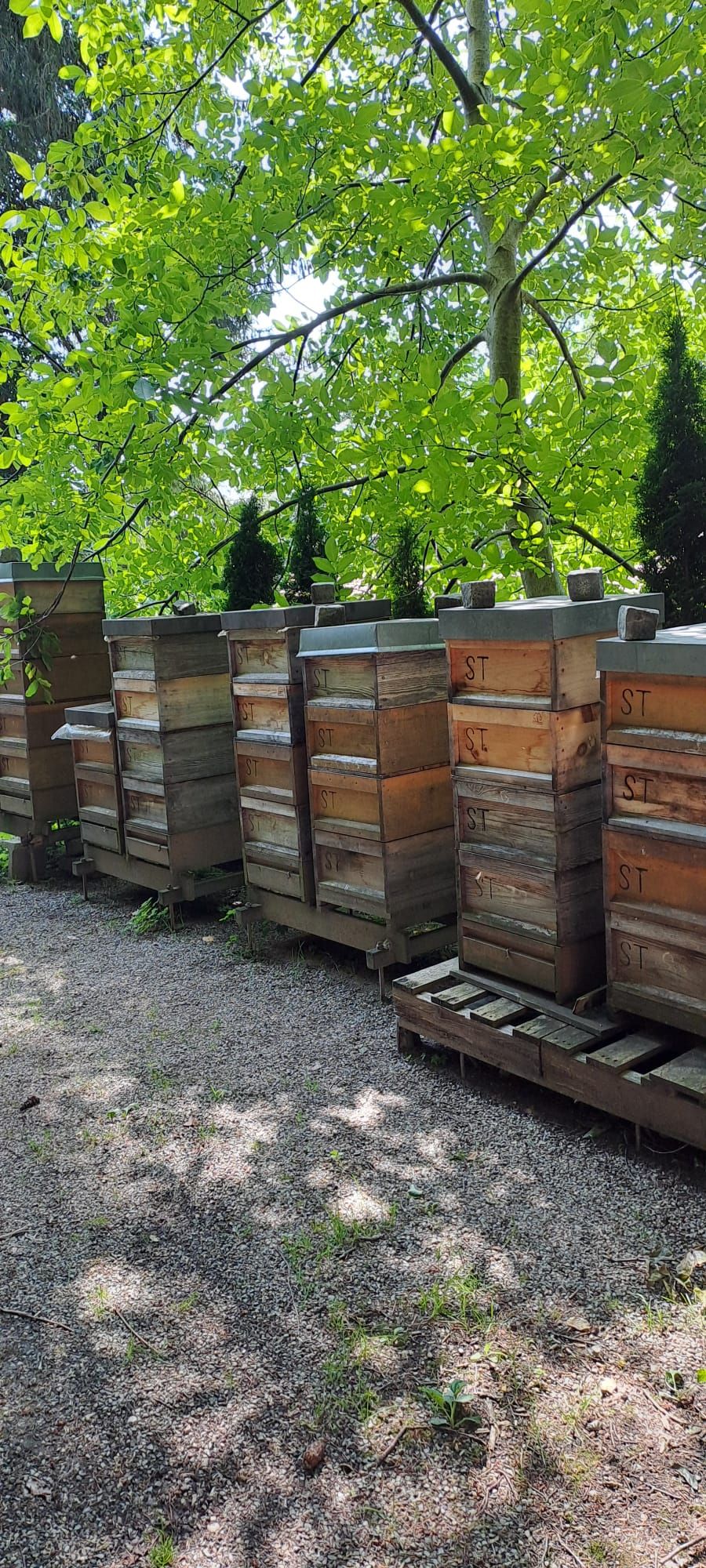 Reihe von Bienenbeuten der Imkerei Stadlmair im Schatten großer Bäume