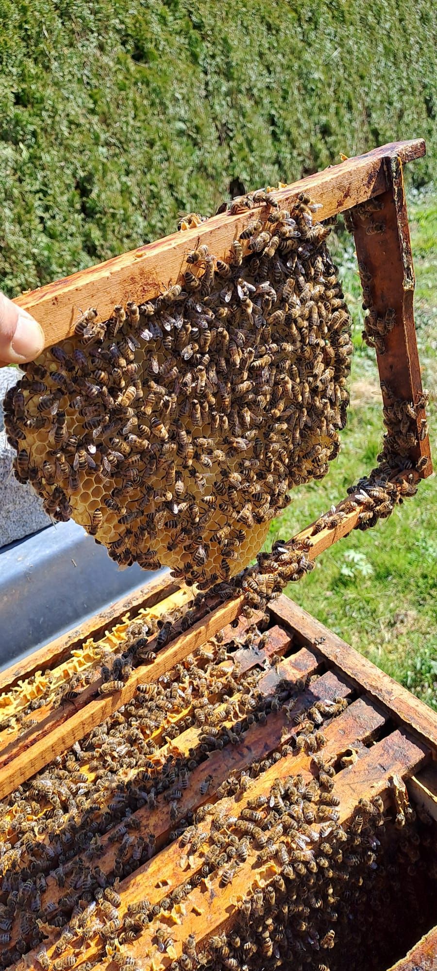 Imker hält eine Wabe voller Honigbienen über einer geöffneten Beute