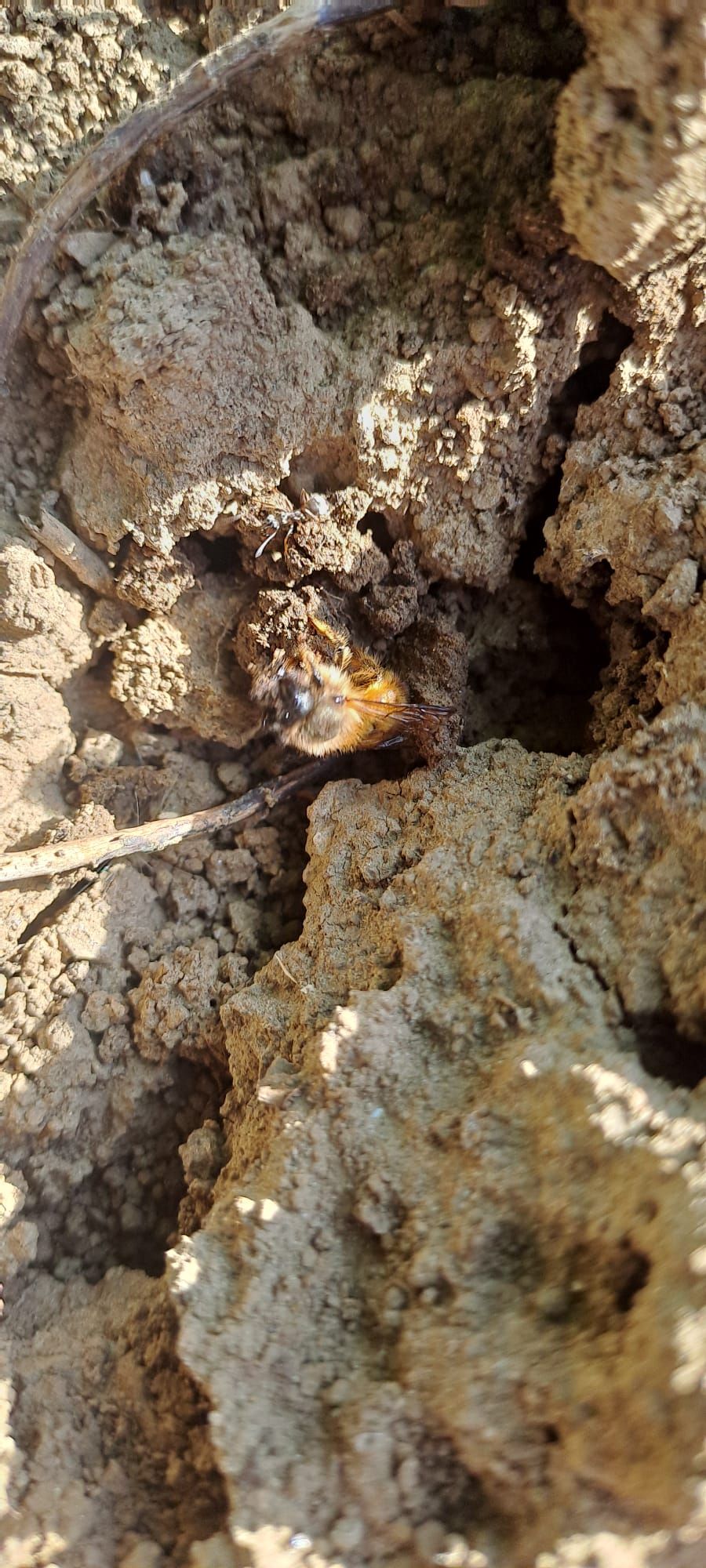 Pelzige Wildbiene an einer Lehmwand